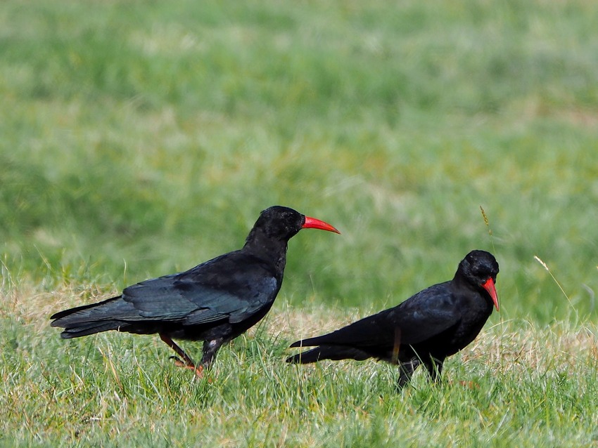 Gracchi Corallini  (Pyrrhocorax pyrrhocorax)